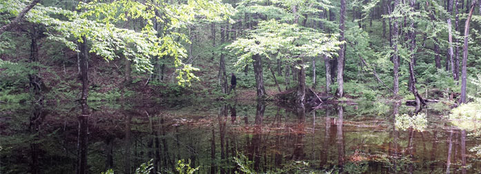 Photo d'un étang forestier dans la forêt Hereford